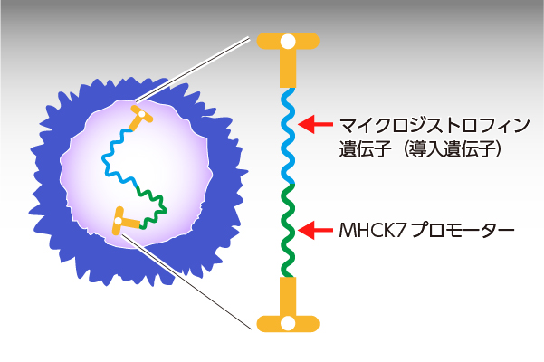 ベクターウイルス(アデノ随伴ウイルス: AAVrh74)に組み込まれているもの