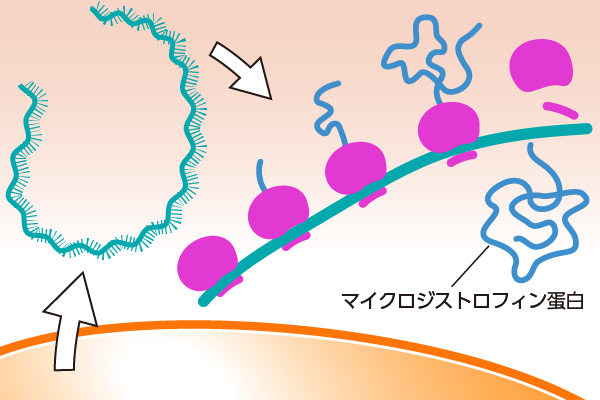 (5)mRNAが核から細胞質に出て、マイクロジストロフィン蛋白が作られる