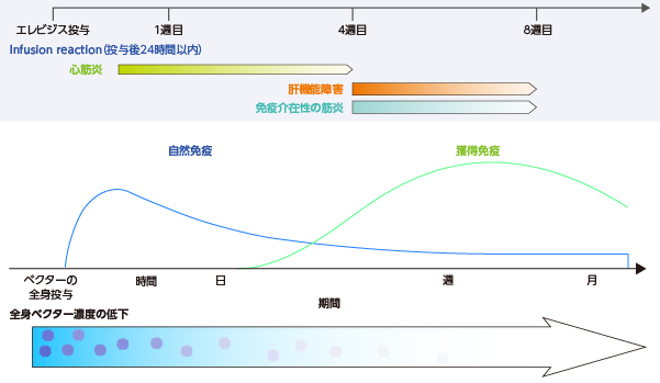 ※主な副作用の発現時期と想定されるメカニズム